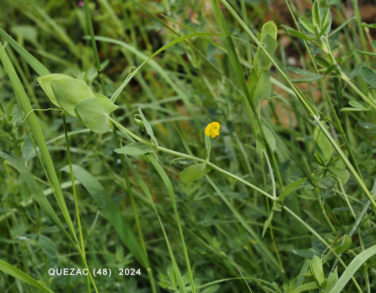 Vetchling, Yellow plant